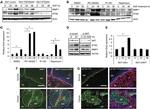 Phospho-ETS2 (Thr72) Antibody in Immunohistochemistry (IHC)