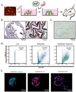 CD326 (EpCAM) Antibody in Flow Cytometry (Flow)