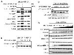 Phospho-IR/IGF1R (Tyr1162, Tyr1163) Antibody in Western Blot (WB)