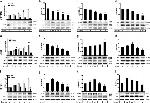 ATP1B2 Antibody in Western Blot (WB)