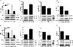 ATP1B2 Antibody in Western Blot (WB)