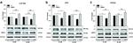 ATP1B2 Antibody in Western Blot (WB)