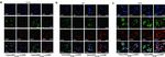 ATP1B2 Antibody in Immunocytochemistry, Immunohistochemistry (ICC/IF, IHC)