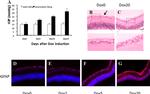 GFAP Antibody in Immunohistochemistry (IHC)