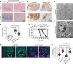 ARF1 Antibody