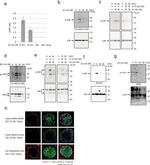 c-Jun Antibody in Western Blot (WB)