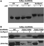 c-Myc Antibody in Western Blot (WB)