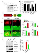 HSP90 beta Antibody in Western Blot (WB)