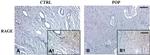 RAGE Antibody in Immunohistochemistry (Paraffin) (IHC (P))