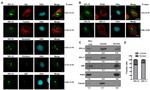 RPL11 Antibody in Western Blot, Immunocytochemistry (WB, ICC/IF)