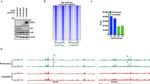 ERF Antibody in ChIP Assay (ChIP)