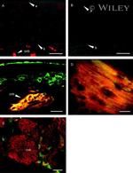 Connexin 36 Antibody in Immunohistochemistry (IHC)