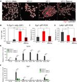 EGR1 Antibody in Immunocytochemistry (ICC/IF)