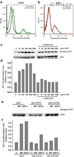 CD74 Antibody in Flow Cytometry (Flow)