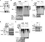 6x-His Tag Antibody in Western Blot (WB)