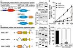 6x-His Tag Antibody in Western Blot (WB)