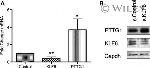 Securin Antibody in Western Blot (WB)