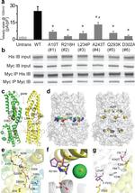 c-Myc Antibody in Immunoprecipitation (IP)