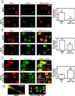 TGN46 Antibody in Immunocytochemistry (ICC/IF)