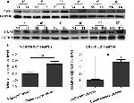 CKS1 Antibody in Western Blot (WB)