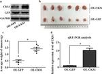 CKS1 Antibody in Western Blot (WB)