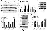 CDK1 Antibody in Western Blot (WB)