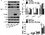 CDK1 Antibody in Western Blot (WB)