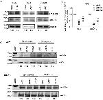 SRC Antibody in Western Blot (WB)