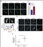 RASGRP2 Antibody in Immunocytochemistry (ICC/IF)