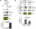 O-linked N-acetylglucosamine (O-GlcNAc) Antibody in Western Blot (WB)