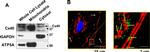 Connexin 40 Antibody in Immunocytochemistry (ICC/IF)