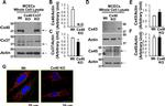 Connexin 40 Antibody in Immunocytochemistry (ICC/IF)