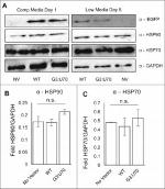 HSP70 Antibody in Western Blot (WB)