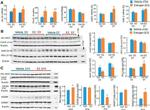 ARX Antibody in Western Blot (WB)