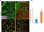 ARX Antibody in Immunocytochemistry, Immunohistochemistry (ICC/IF, IHC)