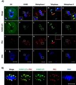 PLK1 Antibody in Immunocytochemistry (ICC/IF)