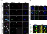 PLK1 Antibody in Immunocytochemistry (ICC/IF)