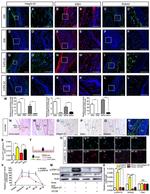 Phospho-ERK1/ERK2 (Thr202, Tyr204) Antibody in Western Blot, Immunocytochemistry (WB, ICC/IF)