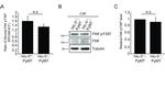 Phospho-FAK (Tyr397) Antibody in Western Blot (WB)