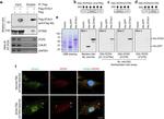 6x-His Tag Antibody in Western Blot (WB)