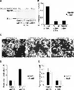 beta Actin Antibody in Western Blot (WB)