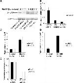 beta Actin Antibody in Western Blot (WB)