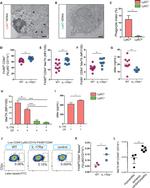 F4/80 Antibody in Flow Cytometry (Flow)