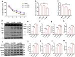 APOE Antibody in Western Blot (WB)