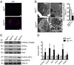 CHOP Antibody in Western Blot (WB)