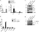 CHOP Antibody in Western Blot (WB)