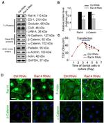 alpha Catenin Antibody in Western Blot, Immunocytochemistry (WB, ICC/IF)