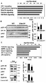 Claudin 18 Antibody in Western Blot (WB)