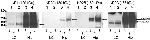 NMDAR2C Antibody in Western Blot (WB)