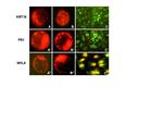 Fibronectin Antibody in Immunocytochemistry (ICC/IF)